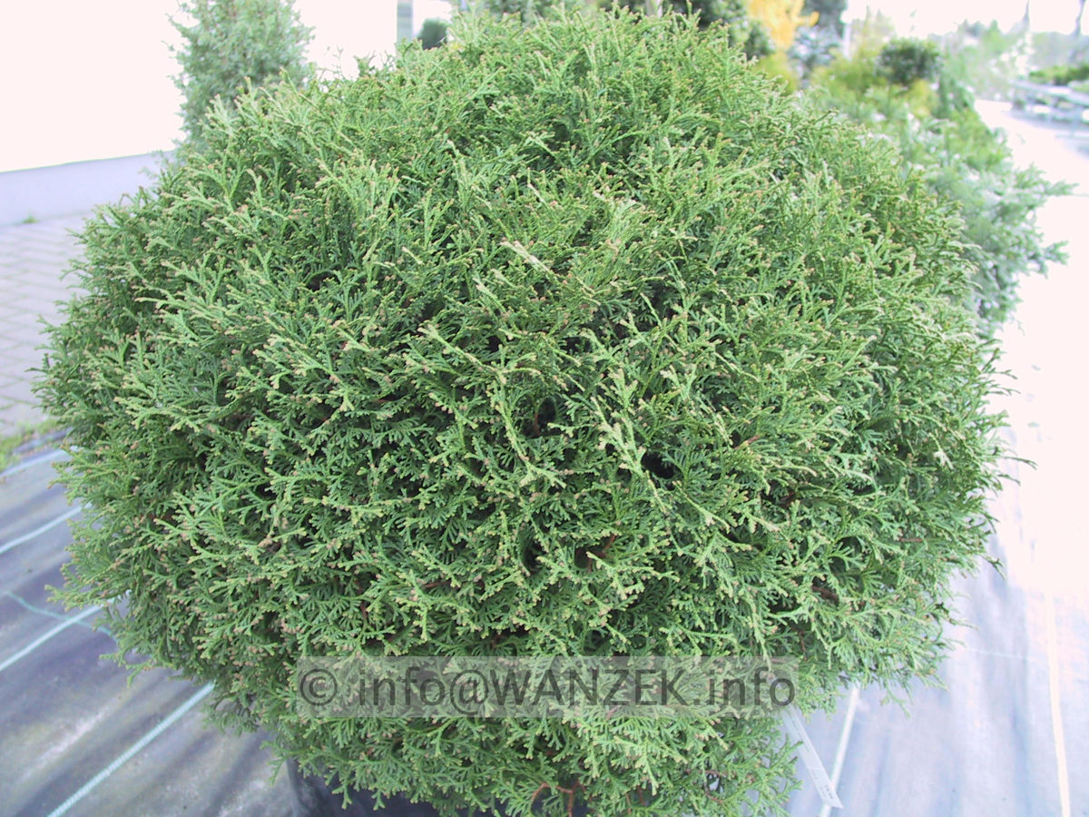 Thuja occidentalis Tiny Tim.JPG